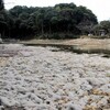  池干しの光景