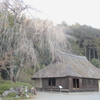 高麗住宅の枝垂れ櫻