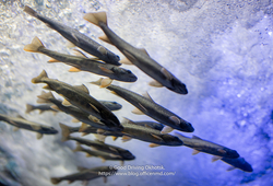 北の大地の水族館