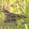 鳥撮散歩　たまには海側のマイフィールドへ