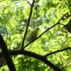 カワラヒワ(靭公園探鳥2023年7月)