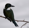 ベリーズ　クルックドツリー野生生物保護区の野鳥たち