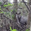 カモシカさん　こんにちは