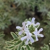 ウエストリンギアの開花
