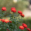 神代植物公園 w/ α7R IV & MACRO APO-LANTHAR 110mm F2.5