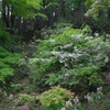 初夏の樹々の花々