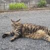 (=^・^=)毎日来て困った　＆　蘭を売ります、ブログが書けなかったので先週の事です