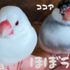 文鳥ほぼＬＩＶＥ