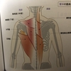 背中ってどんな筋肉がある？？意外と知らない背中の筋肉を知ろう！！