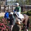 17年競馬納めは虎穴君も馬券も大敗！（大泣）