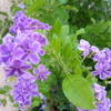   紫の花
