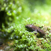 クロサンショウウオ Hynobius nigrescens