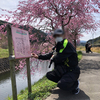 20220402八木山花木園の桜