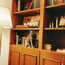 猫と本の家　Cats and Books