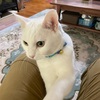 猫2号の機嫌がいい