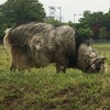 昭和記念公園に行ってきました。