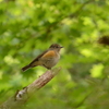 ジィちゃんと探鳥、富士山麓とある林道の豪華野鳥たち/2022-06-04