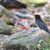 クロツグミ, Japanese Thrush