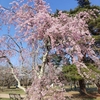 【花見】桜よりも大切なこと