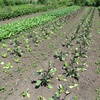 今週の野菜