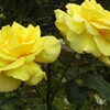 RSKバラ園（２）