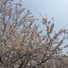 満開の桜