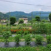 Hさんジャガイモ🥔掘り＆ネギ植え