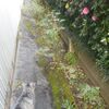 猫歩く道に山茶花咲きにけり