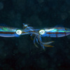 【アオリイカ】（25/11/12）－「ぐらんぶる」の舞台・川奈の海で見られる魚たち 