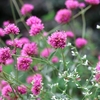 千日紅の花言葉は怖い？真実と美しい意味を園芸専門家が徹底解説