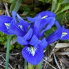 ミニアイリスの花