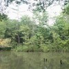 嵐の後 平和公園の森