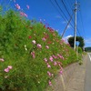 麦草峠〜蓼科〜白樺湖〜霧ヶ峰-６回目 