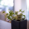 植物　RF50mm F1.8 STMを使って－２