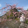 今年も綺麗に咲きました