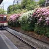 近鉄髙の原駅のッツジ２０１９年（５月上旬）