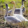 コハクチョウ　冬のおしゃれ　河北潟に『赤鳥』飛来（石川県）