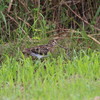 淀川野鳥探鳥 2015/09/13 5:30-10:10