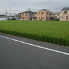 三島散歩　上岩崎公園〜三島大社〜白滝公園〜菰池