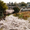 柏尾川の桜