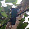 オグロキヌバネドリ(Slaty-tailed Trogon)