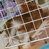お泊まりから帰ってきウサギちょっとだけ変わってた🐰