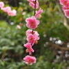 春、3月　　花に呼ばれて