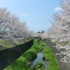 藻器堀川放水路の桜