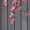 ２０２１・２・２８　関内桜通りに寒緋桜が咲いていた