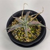 Nagas hybrid PS#03 を使って Dyckia の生育比較① 〜植物体が小さいと葉焼けしてしまう？〜