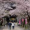 日本　谷汲山華厳寺の満開の桜 