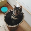 保護猫ほたてさん家の6匹の猫紹介 Vol.5 しまび♀(推定5歳)