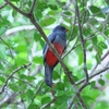 オグロキヌバネドリ Slaty-tailed Trogon