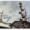 梅の花が咲いた
